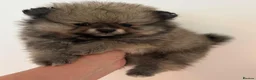 Pomeranian dogs for sale: Female Pomeranian Puppies - Advert 5