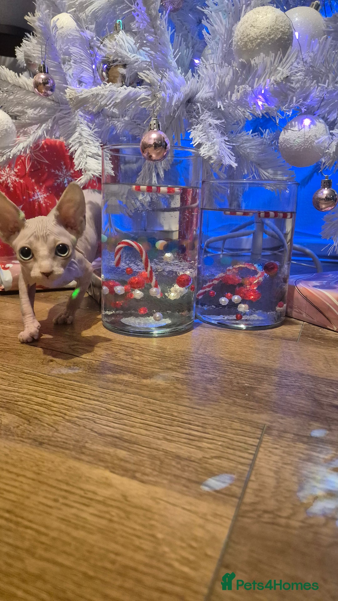 Sphynx cats for sale: Exclusive Sphynx Kittens Looking for Forever Homes - Advert 34