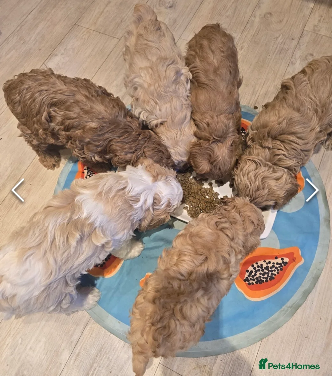 Cavapoo dogs for stud: F1B cavapoo great success rate  in Exeter - Advert 16