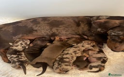 Dachshund dogs for sale: Beautiful litter of 7 dachshund puppies - Image 8