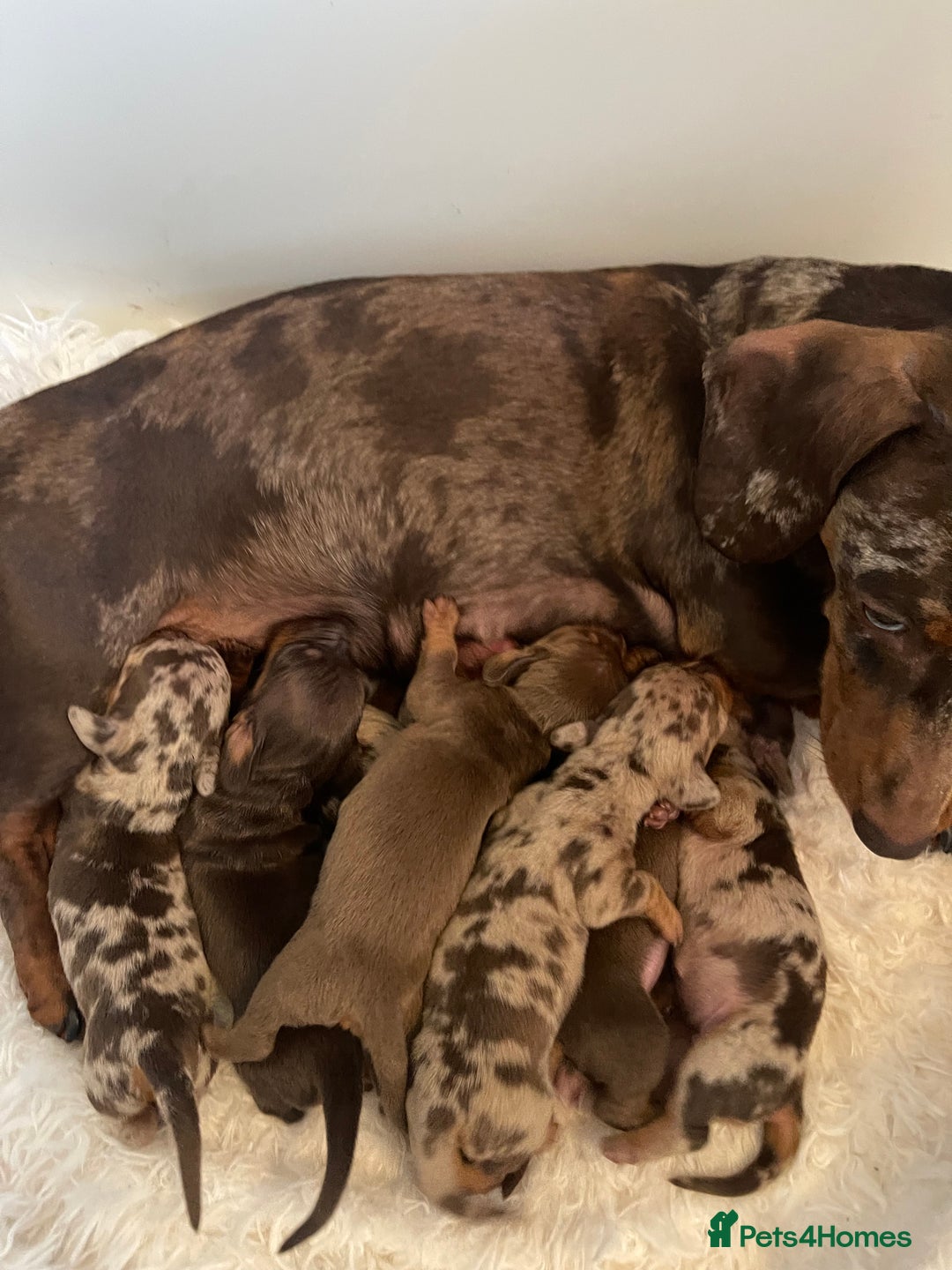 Dachshund dogs for sale: Beautiful litter of 7 dachshund puppies - Image 8