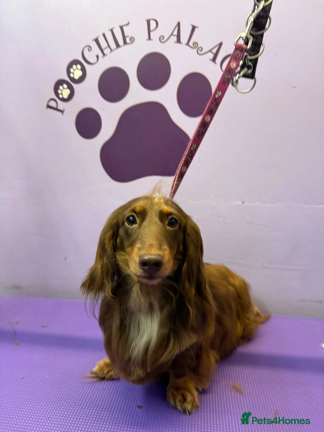 Miniature Dachshund dogs for sale: Longhaired Miniature Dachshunds KC Registered  - Advert 2