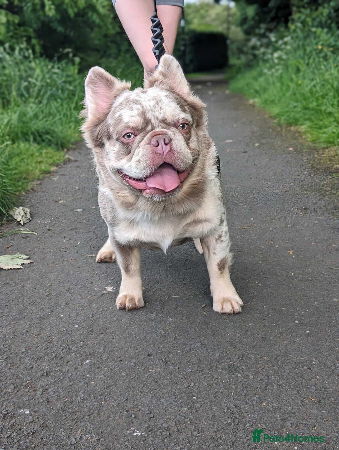 French Bulldog dogs for stud: New shade fluffy merle  in Sheffield - Image 4