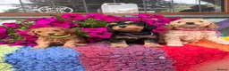 Cockapoo dogs for sale: F1b READY NOW. Health tested parents.  - Advert 10