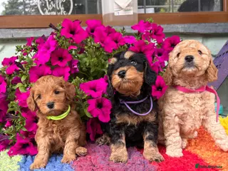 Cockapoo dogs F1b cockapoo puppies. Health tested parents. - Advert 13