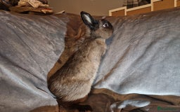 Netherland Dwarf rabbits for sale: Cute little netherland dwarf boys  - Image 9