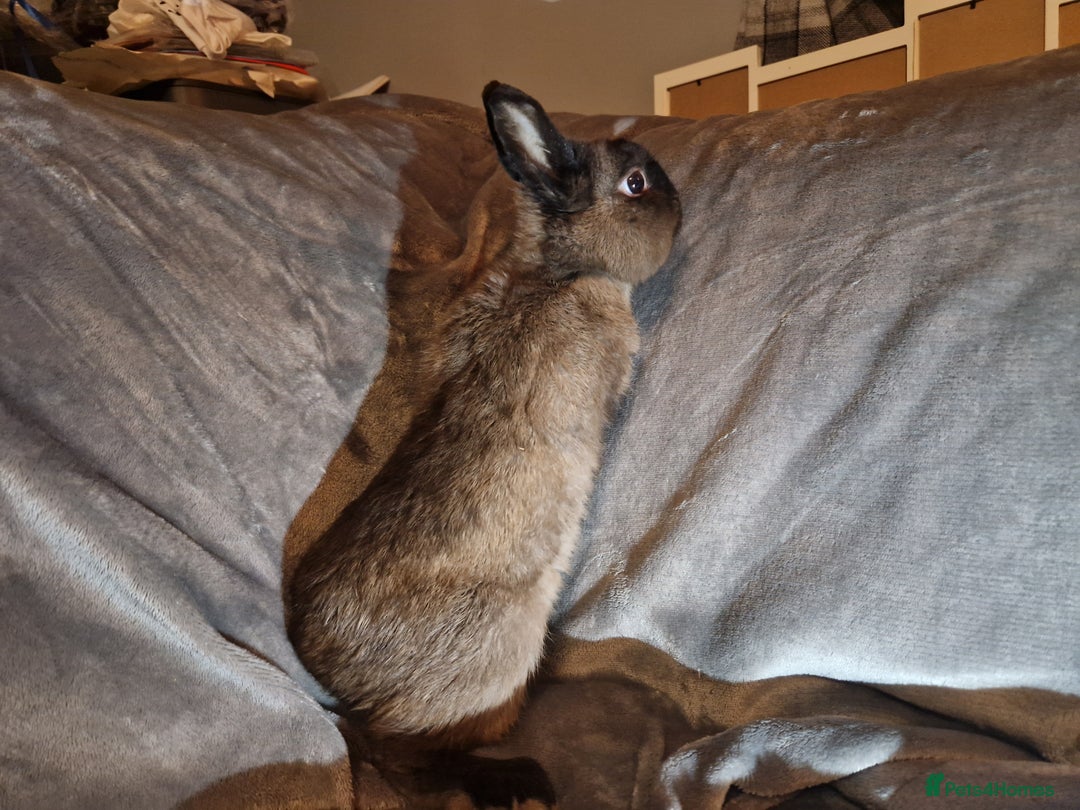 Netherland Dwarf rabbits for sale: Cute little netherland dwarf boys  - Image 9