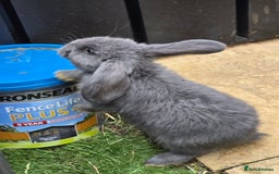 Continental Giant rabbits for sale: Giant french lops - Image 16