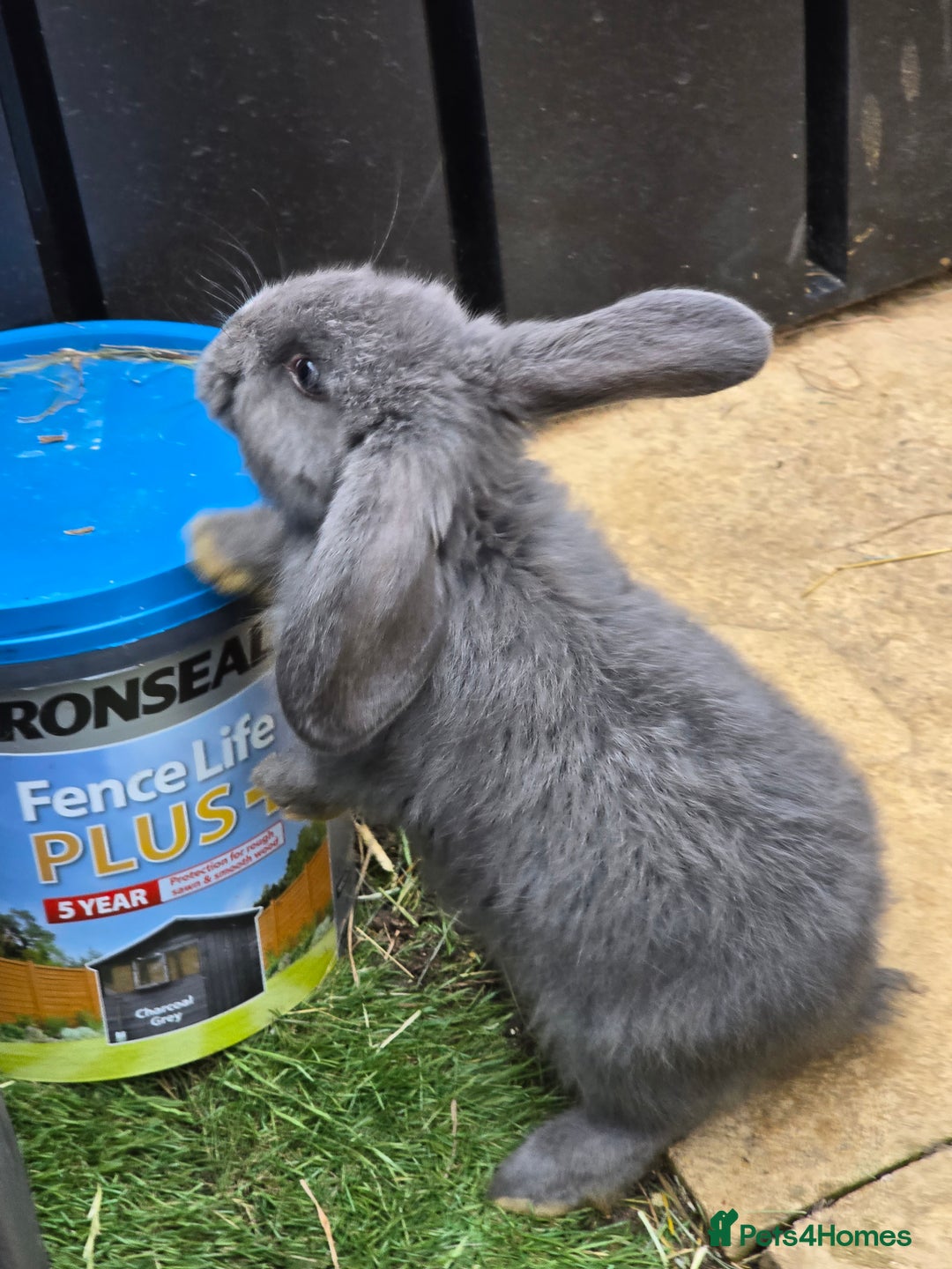 Continental Giant rabbits for sale: Giant french lops - Image 16