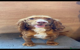 Cockapoo dogs for sale: F1 Cockapoos  - Image 7