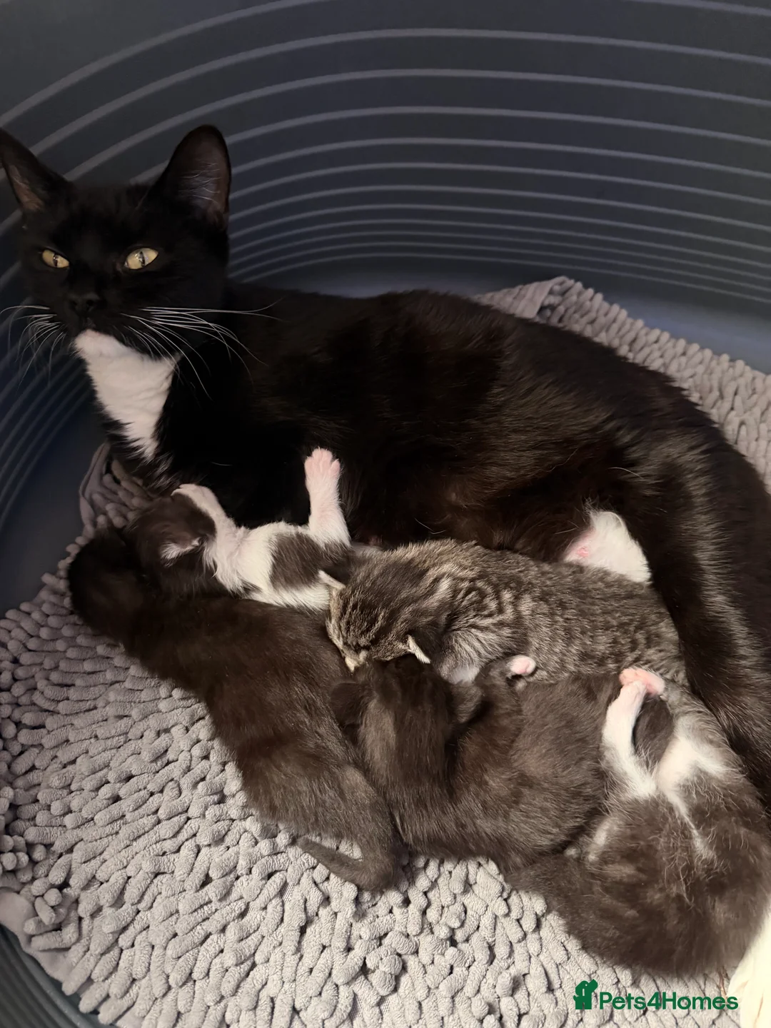 Mixed Breed cats for sale: Kittens - Advert 1