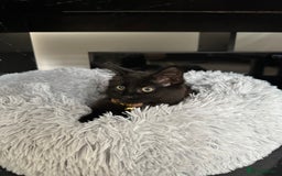 British Longhair cats for sale: 4 month old kitten for rehoming  - Image 2