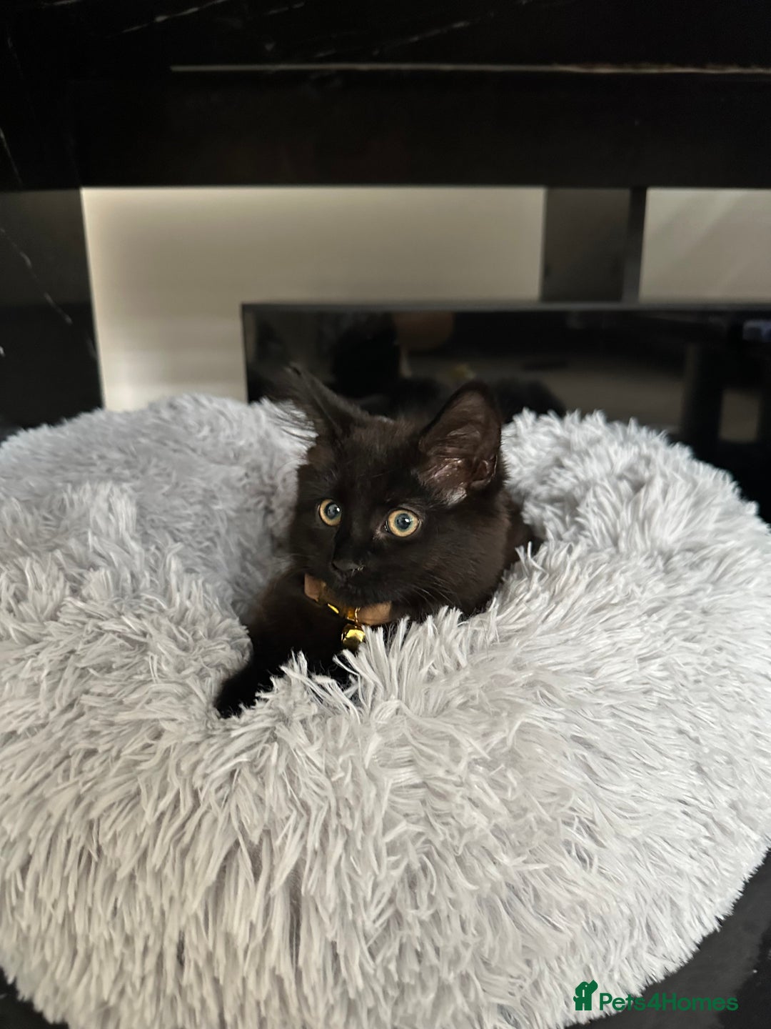 British Longhair cats for sale: 4 month old kitten for rehoming  - Image 2