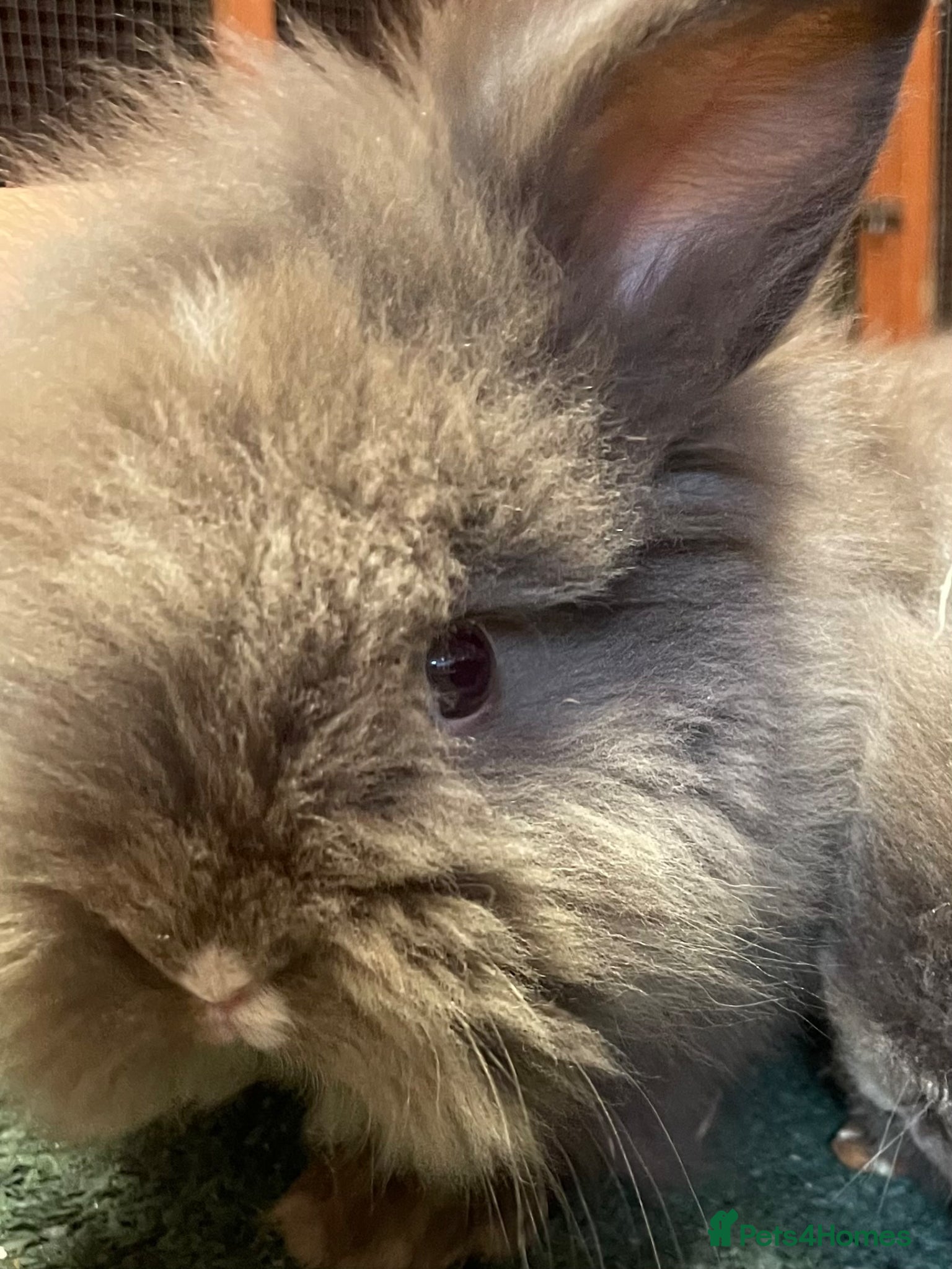 Lionhead rabbits for sale: Beautiful Baby Lionhead Bunnies  - Advert 6