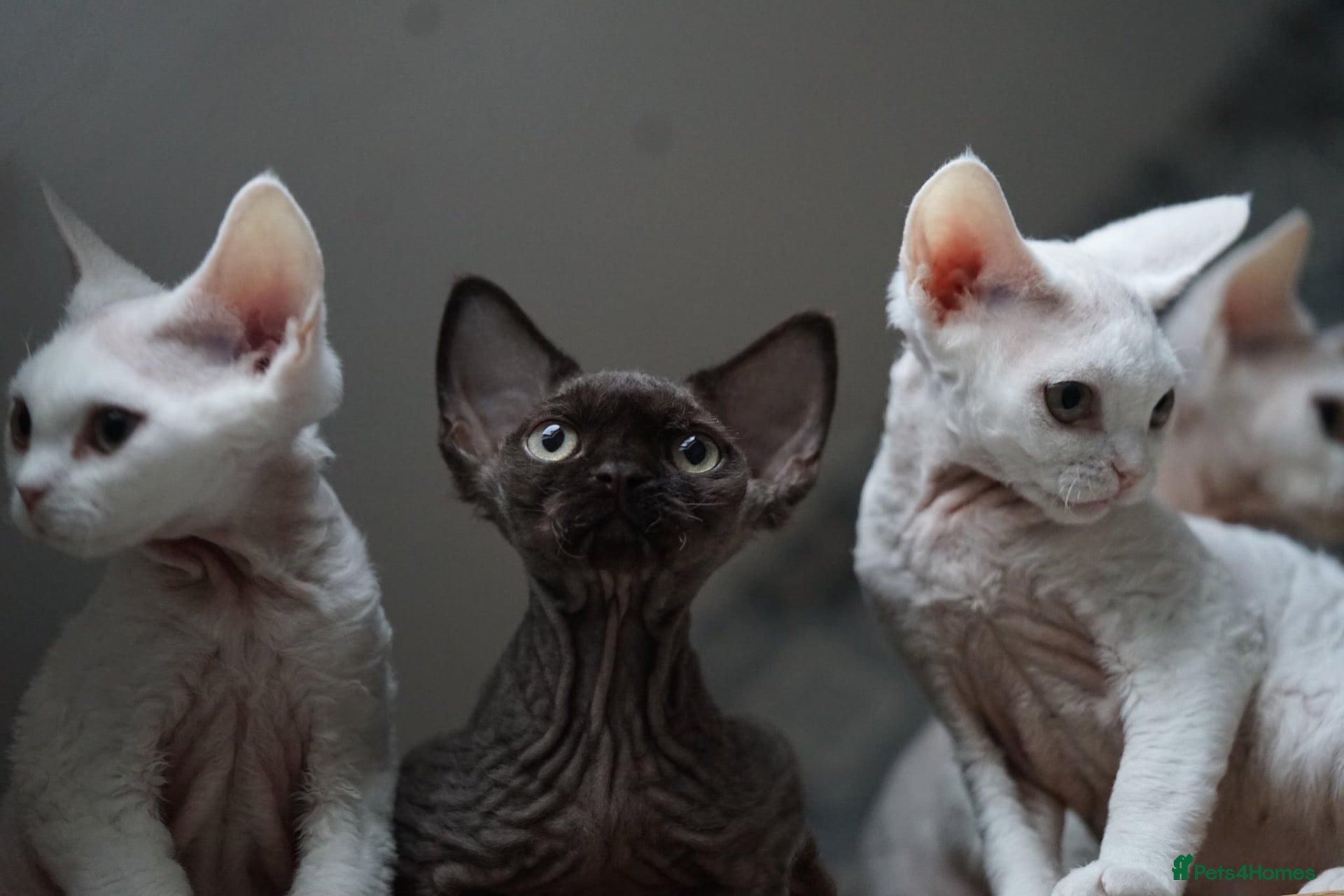 Devon Rex cats 🤎 Chocolate Devon Rex Boy Umber 🤎 - Advert 16