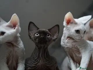 Devon Rex cats 🤎 Chocolate Devon Rex Boy Umber 🤎 - Advert 2