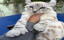 Keetso cats for sale: Breath taking polydactyl curled eared girl  - Image 7