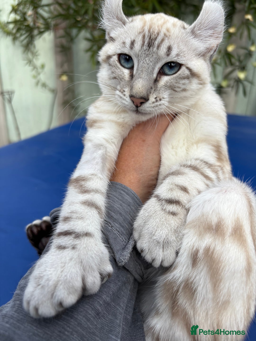 Keetso cats for sale: Breath taking polydactyl curled eared girl  - Image 7