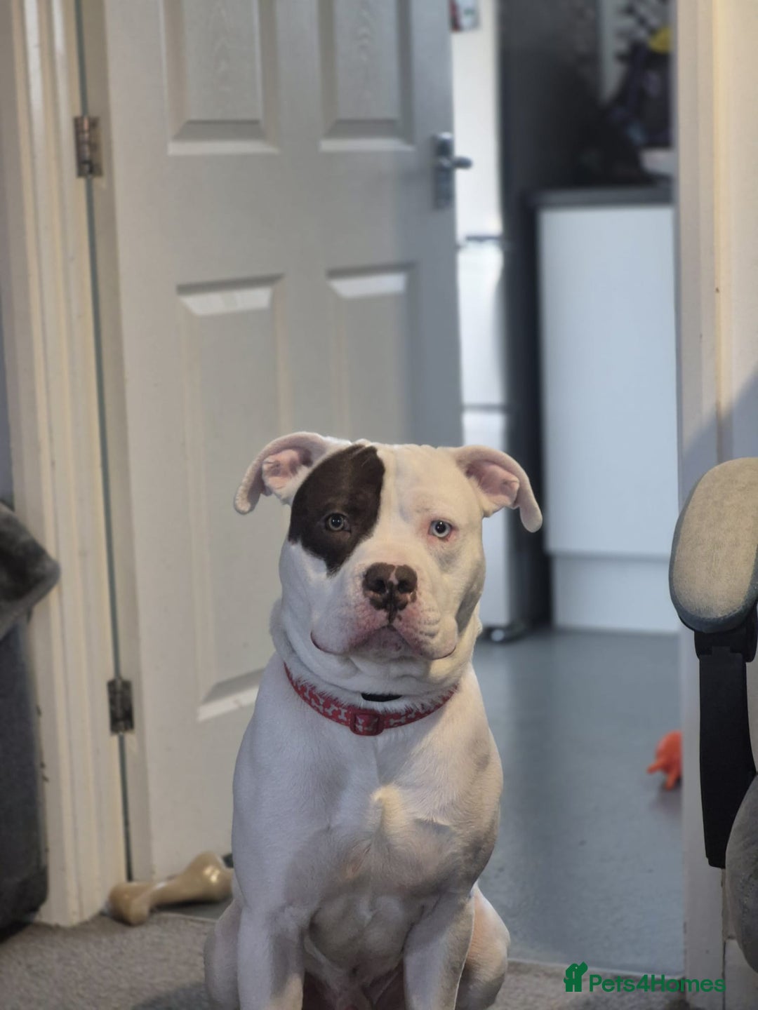 Mixed Breed dogs for sale: ACE staffy cross american bull dog - Image 2