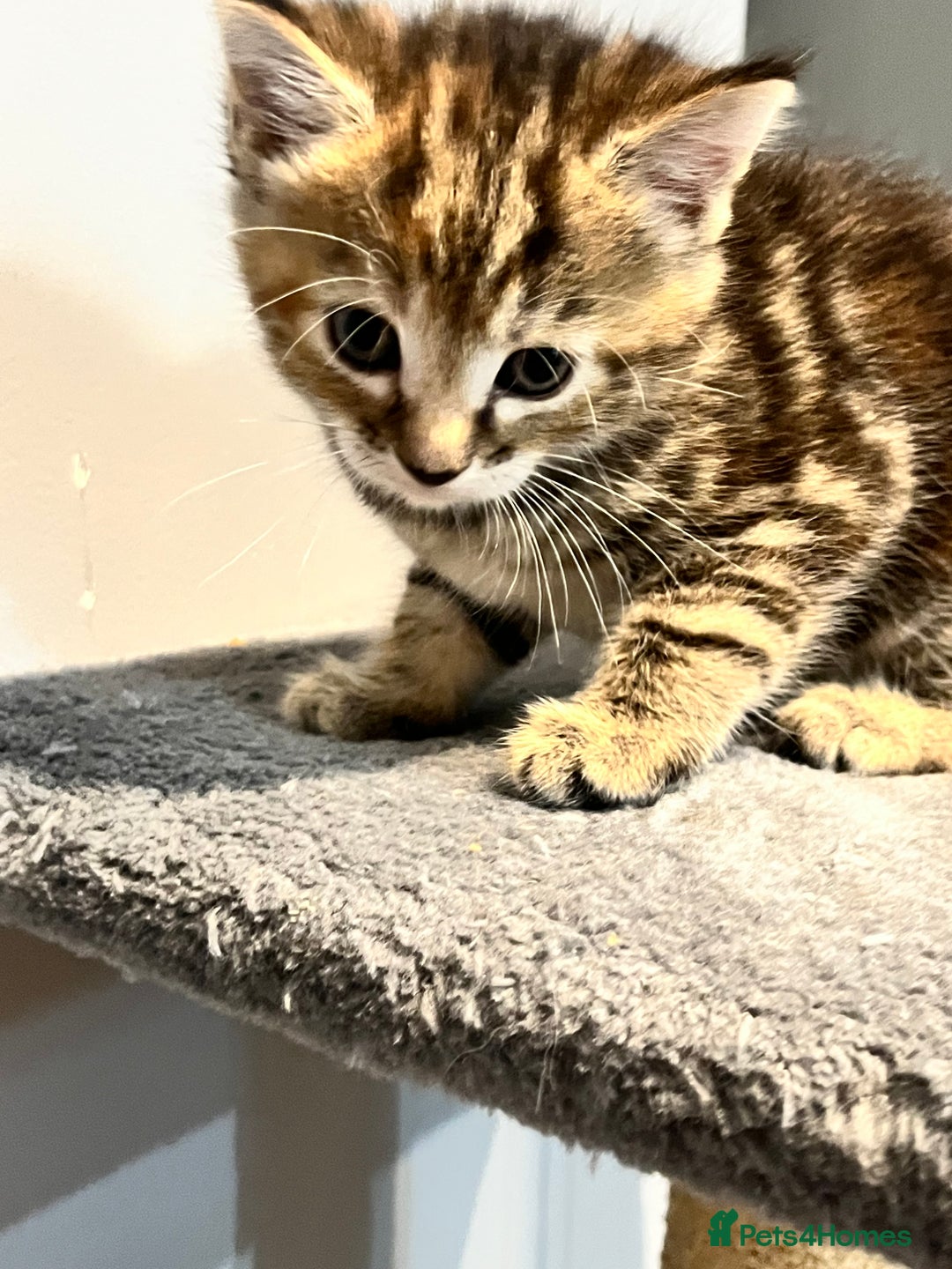 Mixed Breed cats for sale: Mixed kittens ginger calico tabby - Image 8