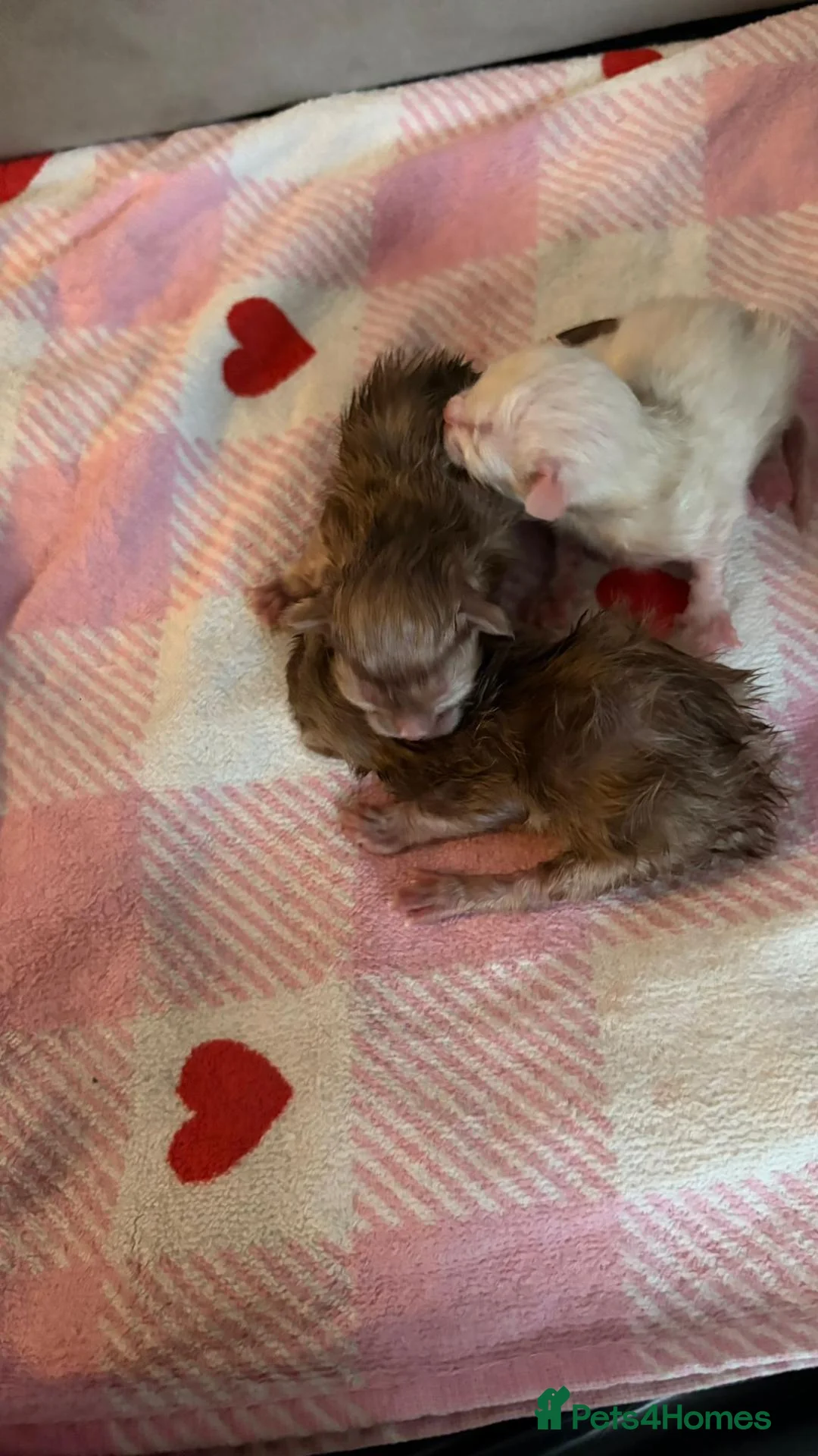 Ragdoll cats for sale: 3 ragdoll kittens for sale - Advert 2