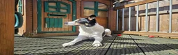 Mixed Breed dogs for adoption: Meet Loki, currently residing in Middlesbrough  in Middlesbrough - Advert 7