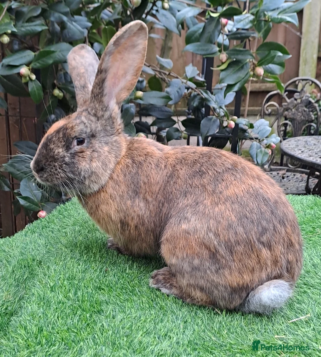 Continental Giant rabbits for sale: Super Stars Stud Service - Beautiful Proven Boys  - Advert 10