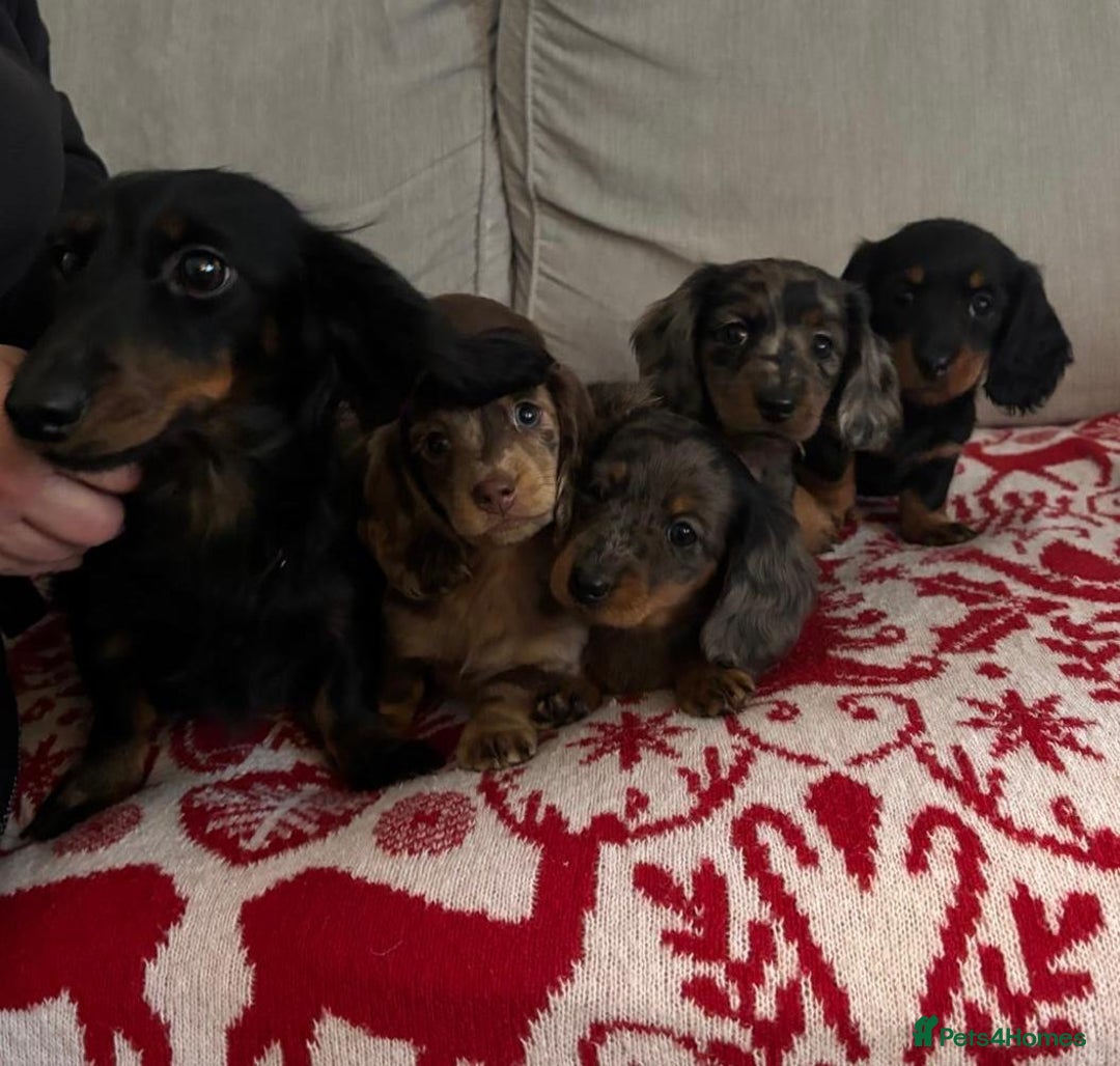 Miniature Dachshund dogs for sale: Beautiful long haired dachshund  - Advert 4