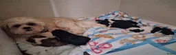 Mixed Breed dogs for sale: Lhasalier  - Advert 4