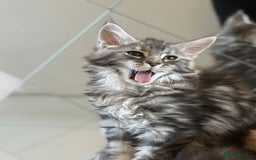 Maine Coon cats for sale: Pedigree Maine coon kittens purebreed XL in Waterlooville - Image 2