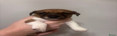 Jack Russell Puppy 3