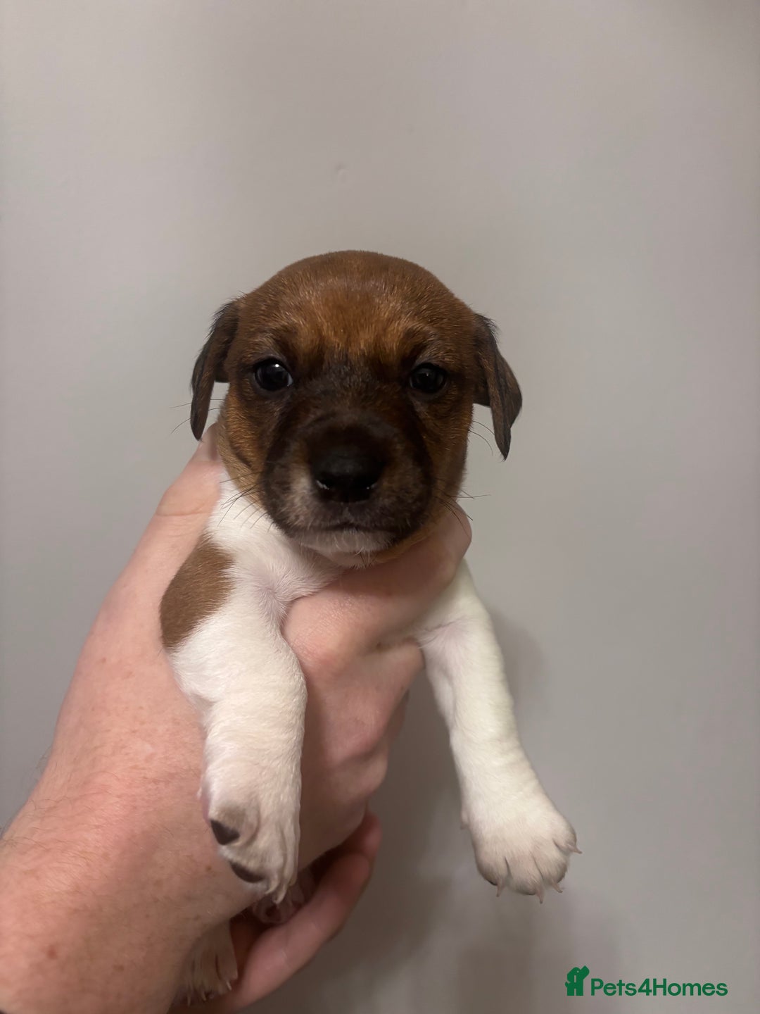Jack Russell dogs for sale: Jack Russell pups  - Advert 6