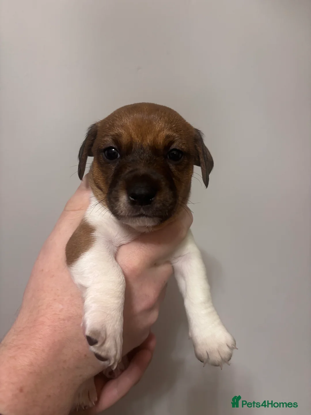 Jack Russell dogs for sale: Jack Russell pups  - Advert 8