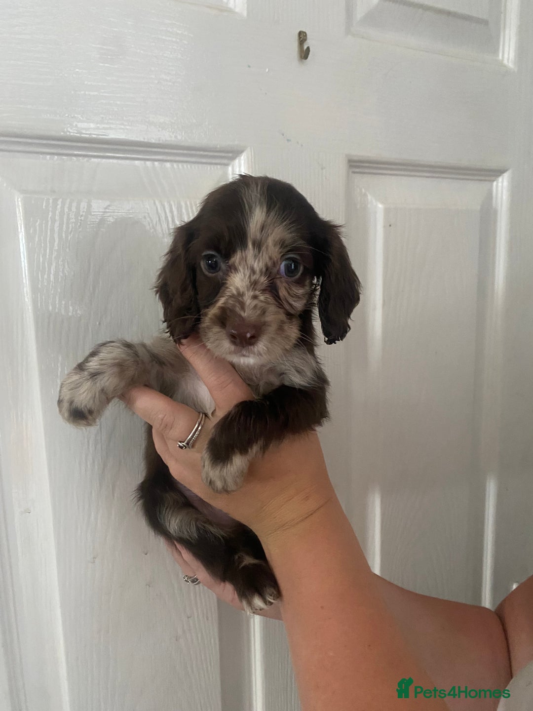 Cocker Spaniel dogs for sale: Merl cocker spaniel puppies  - Image 5