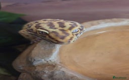 Leopard Gecko reptiles for sale: Leopard Gecko Breeding Pair Proven Male Female - Image 3