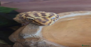 Leopard Gecko reptiles - Advert 5
