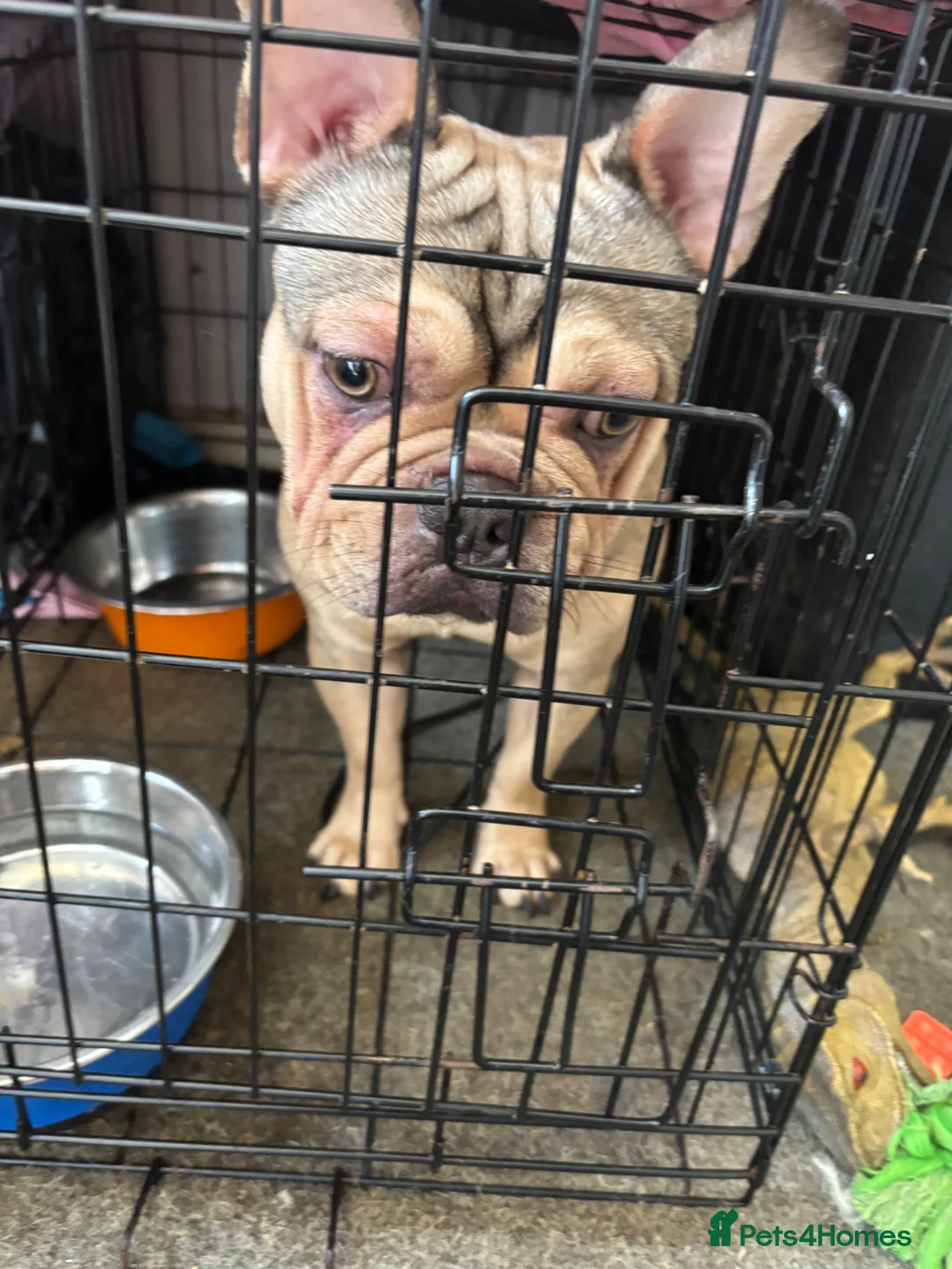 French Bulldog dogs for sale: One year old male French bulldog  - Advert 4