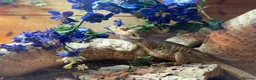 Bearded Dragon reptiles for sale: Bearded Dragon For Sale with Tank - Advert 1