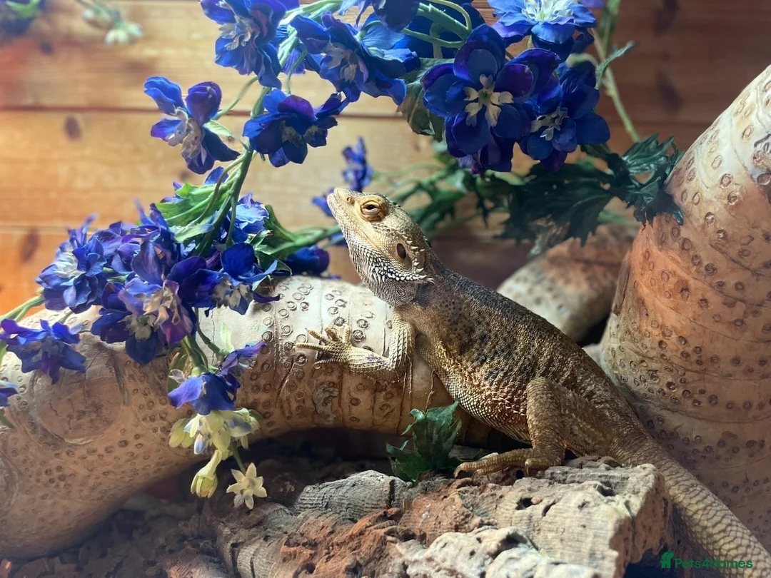 Bearded Dragon reptiles for sale: Bearded Dragon For Sale with Tank - Advert 1