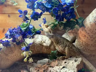 Bearded Dragon reptiles Bearded Dragon For Sale with Tank - Advert 1