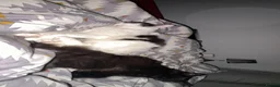 Ragcoon cats for sale: RAGCOONS FOR SALE!! - Advert 10