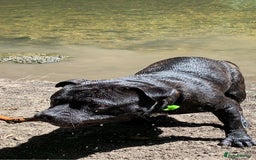 Mixed Breed dogs for stud: STAFFORDSHIRE BULL TERRIER MIX FOR STUD - Image 17