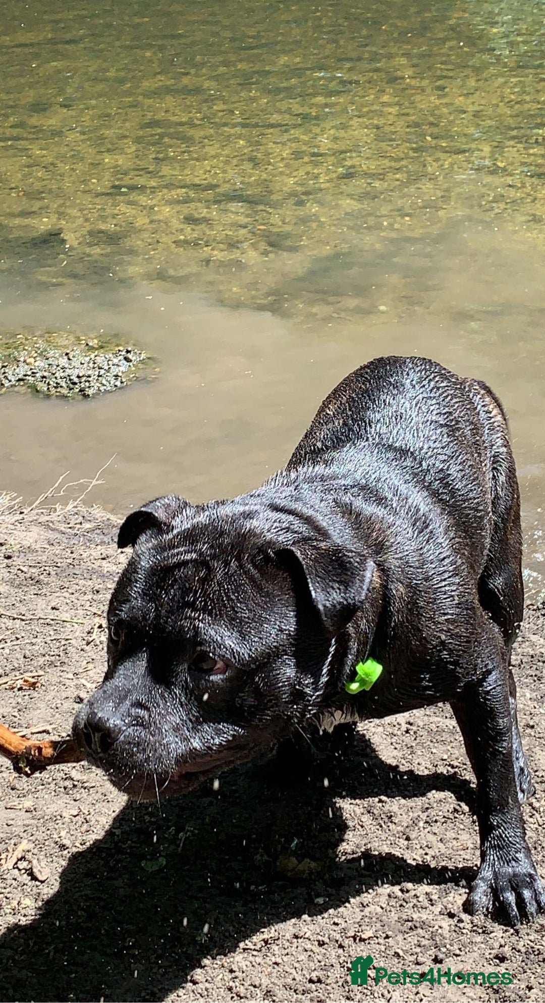 Mixed Breed dogs for stud: STAFFORDSHIRE BULL TERRIER MIX FOR STUD - Image 17