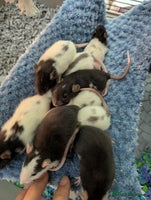 Rat rodents Baby Male and Female Rats - Advert 1