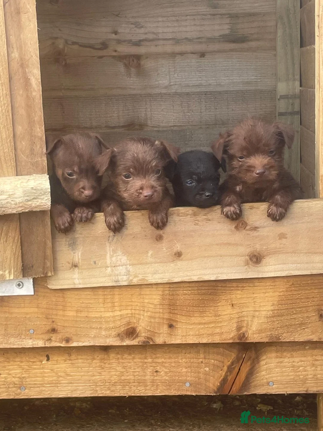 Patterdale Terrier dogs for sale: Patterdale terrier pups in Gravesend - Advert 2