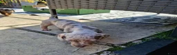 Dachshund dogs for sale: Beautiful Dachshund Puppies  - Advert 6