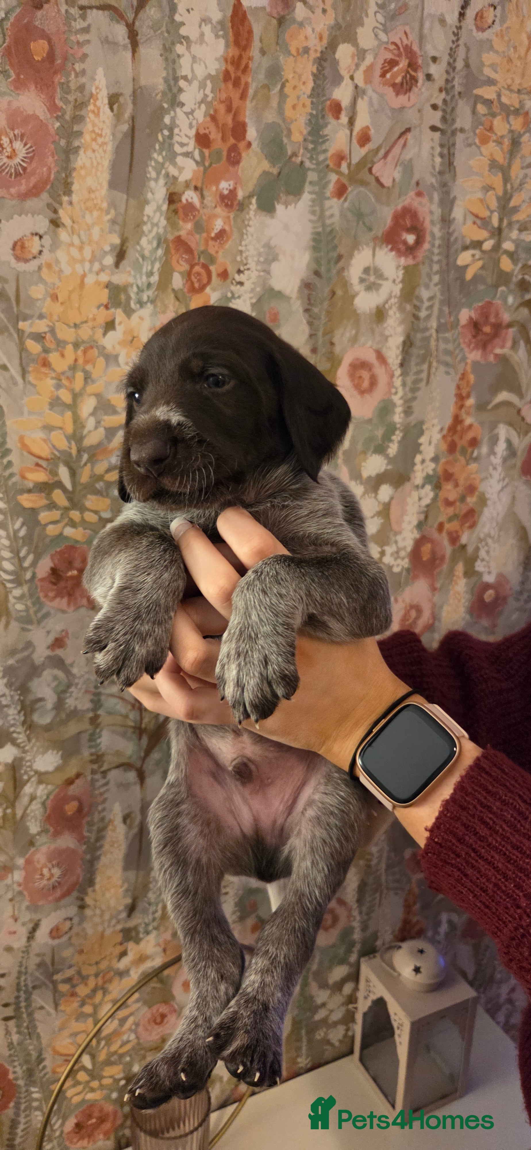 German Wirehaired Pointer dogs *NewPics!Quality KC German Wirehaired Pointer Pups - Advert 2