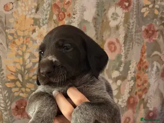 German Wirehaired Pointer dogs *NewPics!Quality KC German Wirehaired Pointer Pups - Advert 2