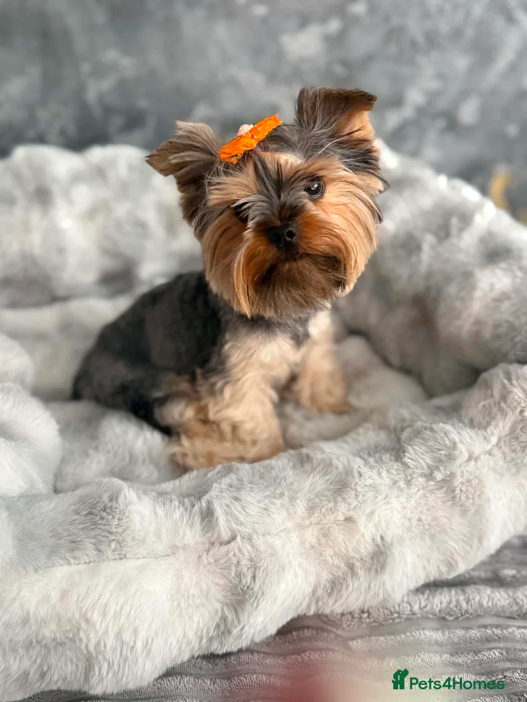 Yorkshire Terrier dogs for sale: mini yorkshire terrier  - Advert 1