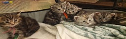 Maine Coon cats for sale: Pure Maine Coon Kittens - Advert 8
